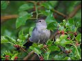 _2SB9821 gray catbird in mulberry tree